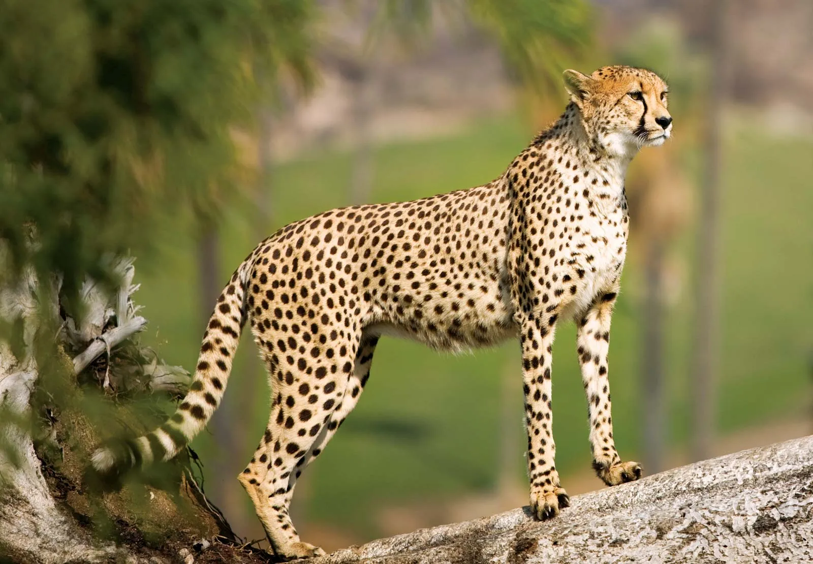 A picture of a Cheetah looking into the distance